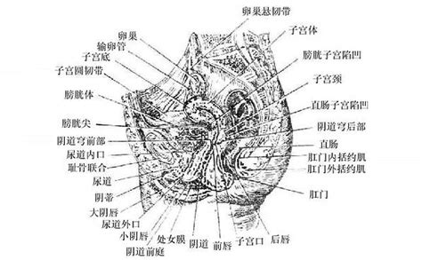 女人陰|人體解剖學/女性外生殖器及女性尿道